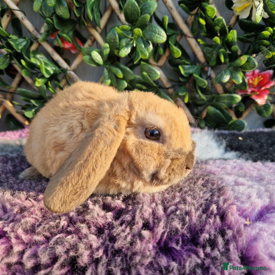 Mini Lop rabbits for sale: Miniature plush lop babys (does) - Image 2