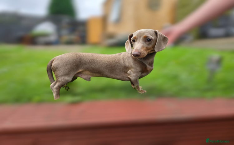 Miniature Dachshund dogs - Advert 4