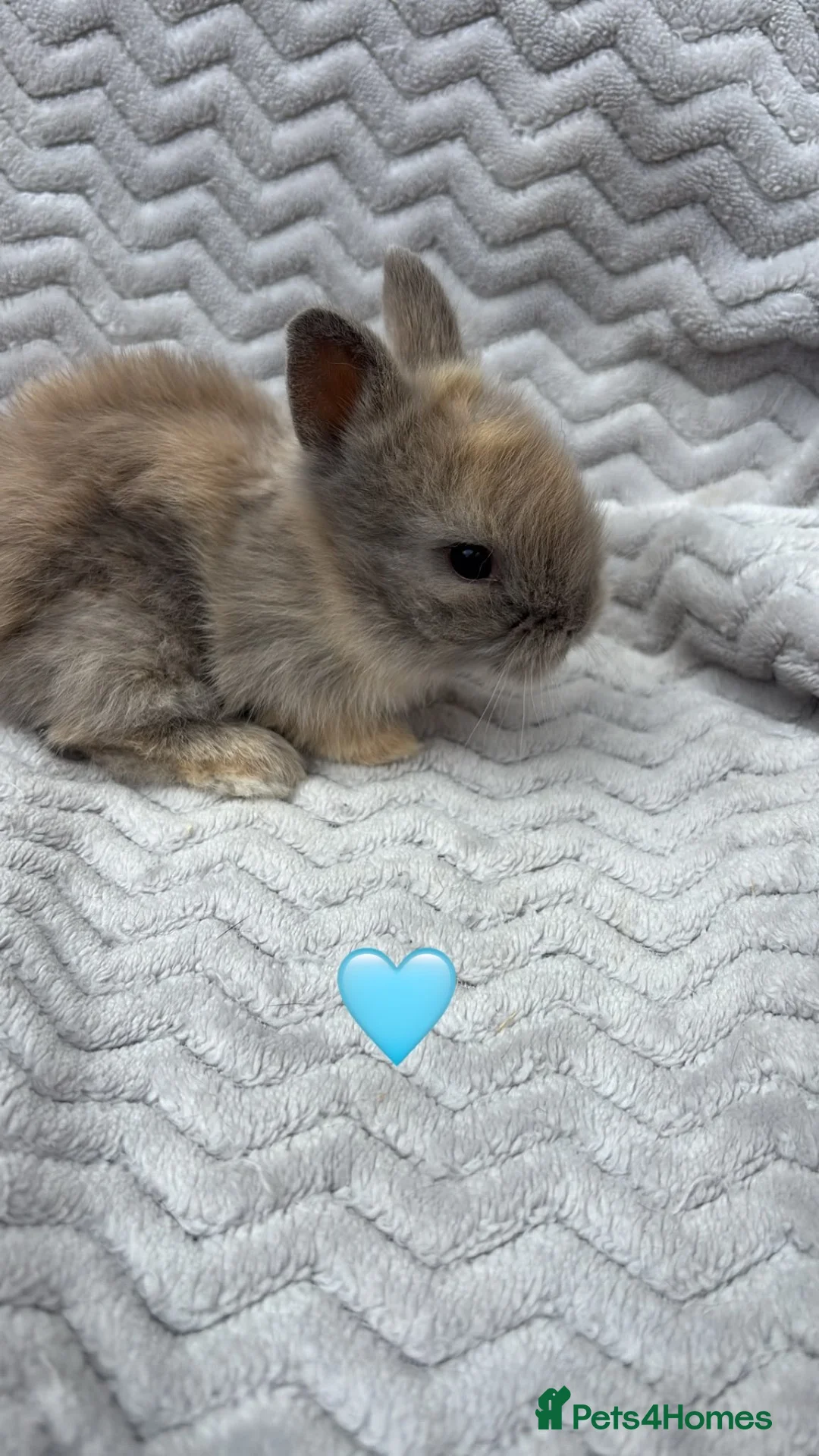 Lionhead rabbits for sale: Beautiful lionhead bunnies  - Advert 2