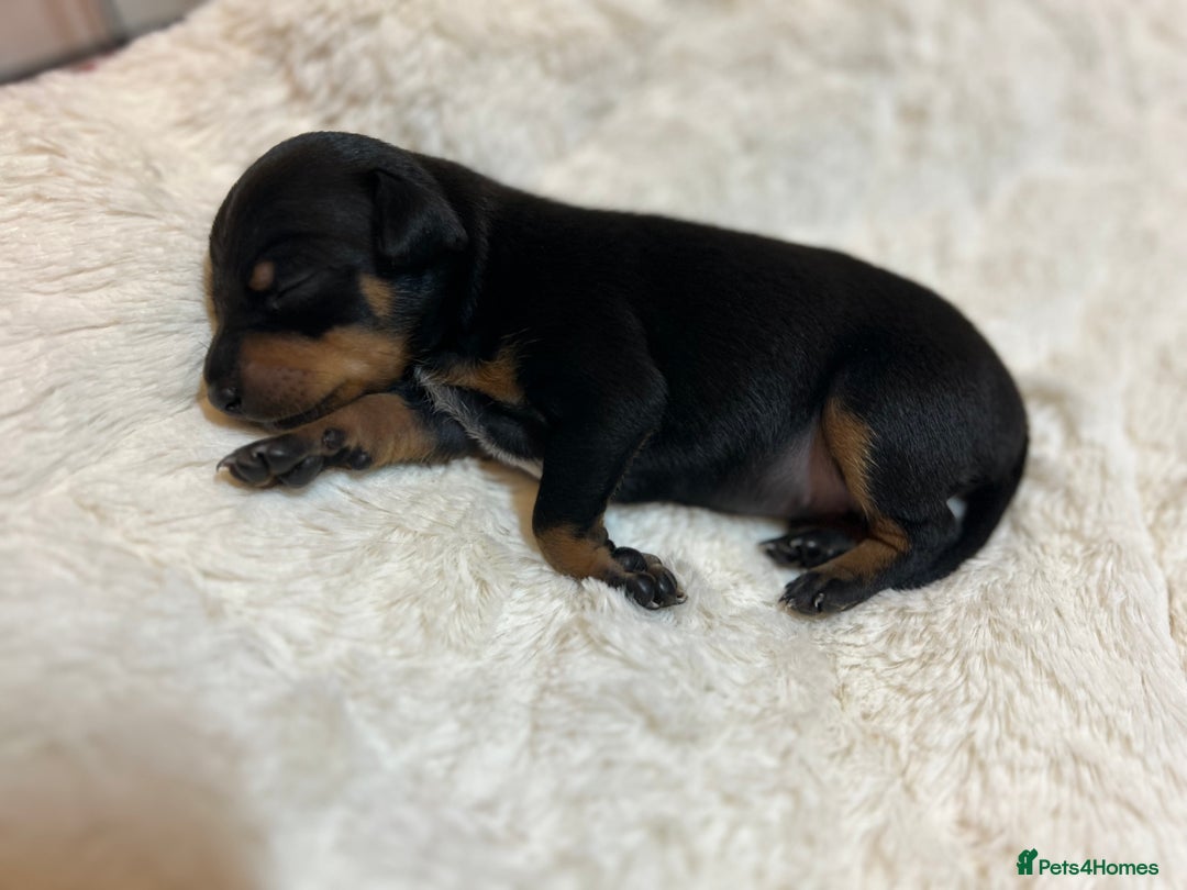 Miniature Pinscher dogs for sale: Gorgeous MinPin Puppies-Ready from 8th Dec! - Advert 15