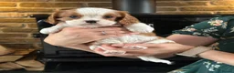 Cavalier King Charles Spaniel dogs for sale: Fully Health Tested Blenheim CKCS Puppies - Advert 10