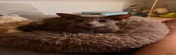 Siamese cats for sale: Two brother in Stoke-on-Trent - Advert 3