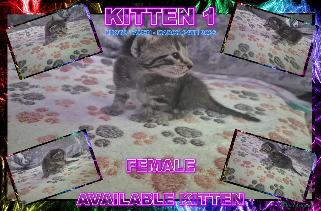Mixed Breed cats for sale: Silver Bengal X Tabby Kittens For Sale - Advert 4