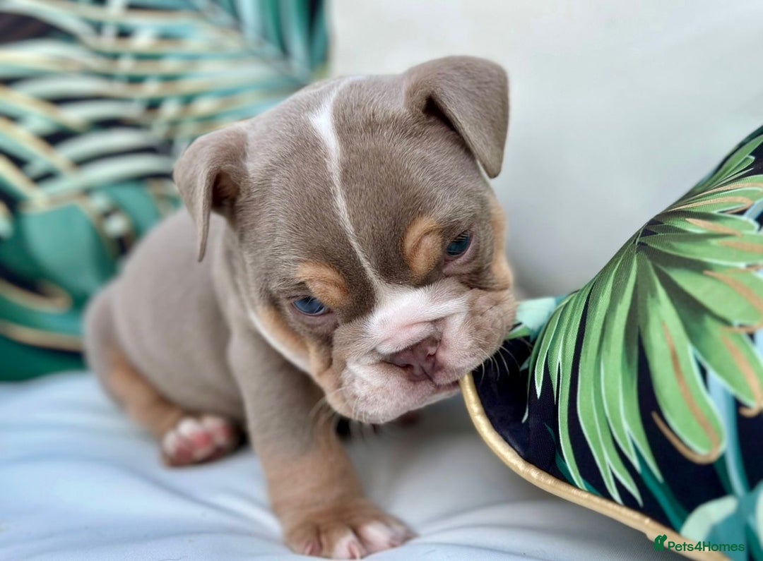 English Bulldog dogs for sale: Champion Bloodlines KC British Bulldogs - Image 7