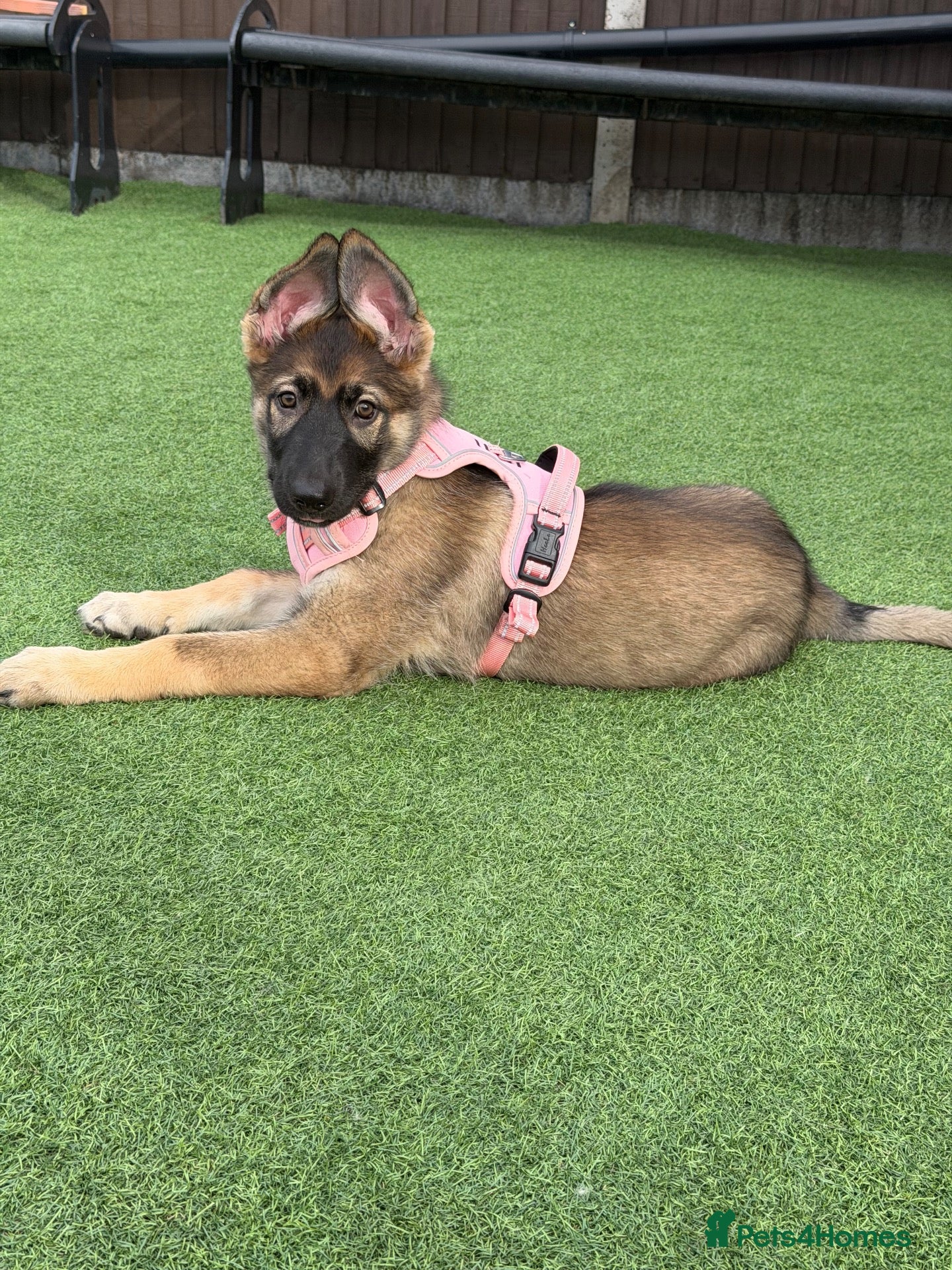 German Shepherd dogs 5Star⭐️Original Straight-Back German Shepherds  - Advert 2