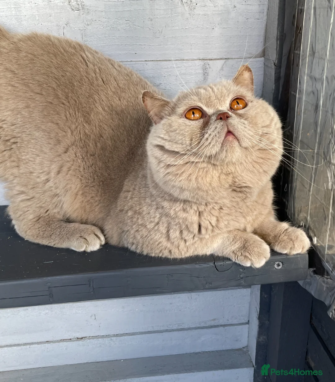British Shorthair cats for stud: 🔥 GCCF TICA FAWN STUD CARRYING CINNAMON LONGHAIR  in Derby - Advert 3