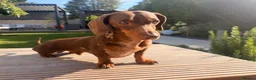 Miniature Dachshund dogs for sale: Friendly, happy miniature dachshund in Colchester - Advert 2