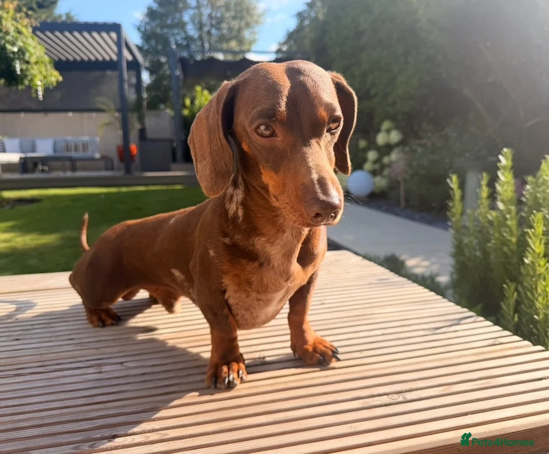 Miniature Dachshund dogs for sale: Friendly, happy miniature dachshund in Colchester - Advert 2