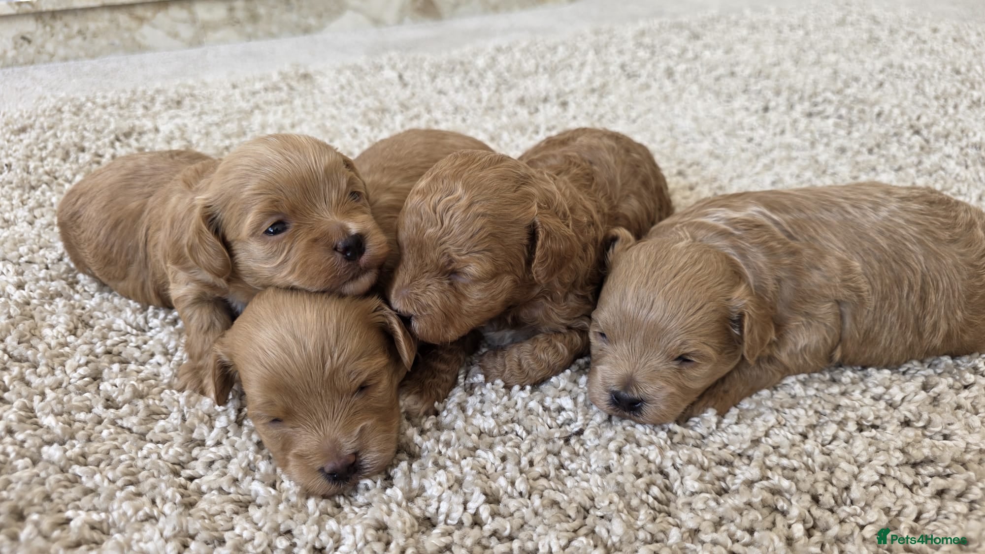 Maltipoo dogs  Adorable Tiny Toy Maltipoo puppies 🐶 - Advert 3