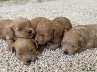 Maltipoo dogs Adorable Tiny Toy Maltipoo puppies 🐶 - Advert 3
