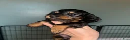 Miniature Dachshund dogs for sale: KC registered long haired miniature dachshund  - Advert 4