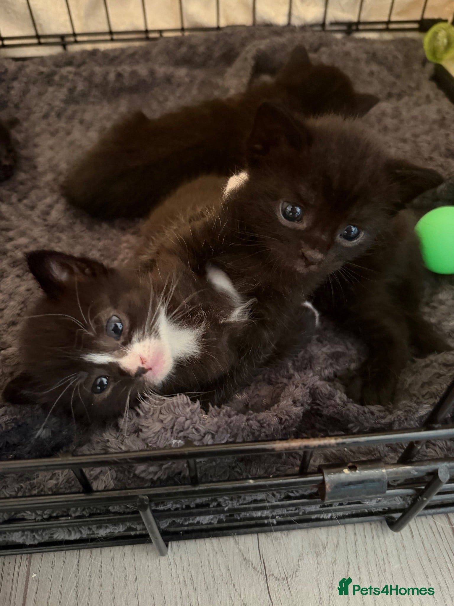 Mixed Breed cats 4 Kittens ready to leave 14/8/26 - Advert 2