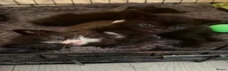 Mixed Breed cats for sale: 4 Kittens ready to leave 14/8/26 - Advert 1