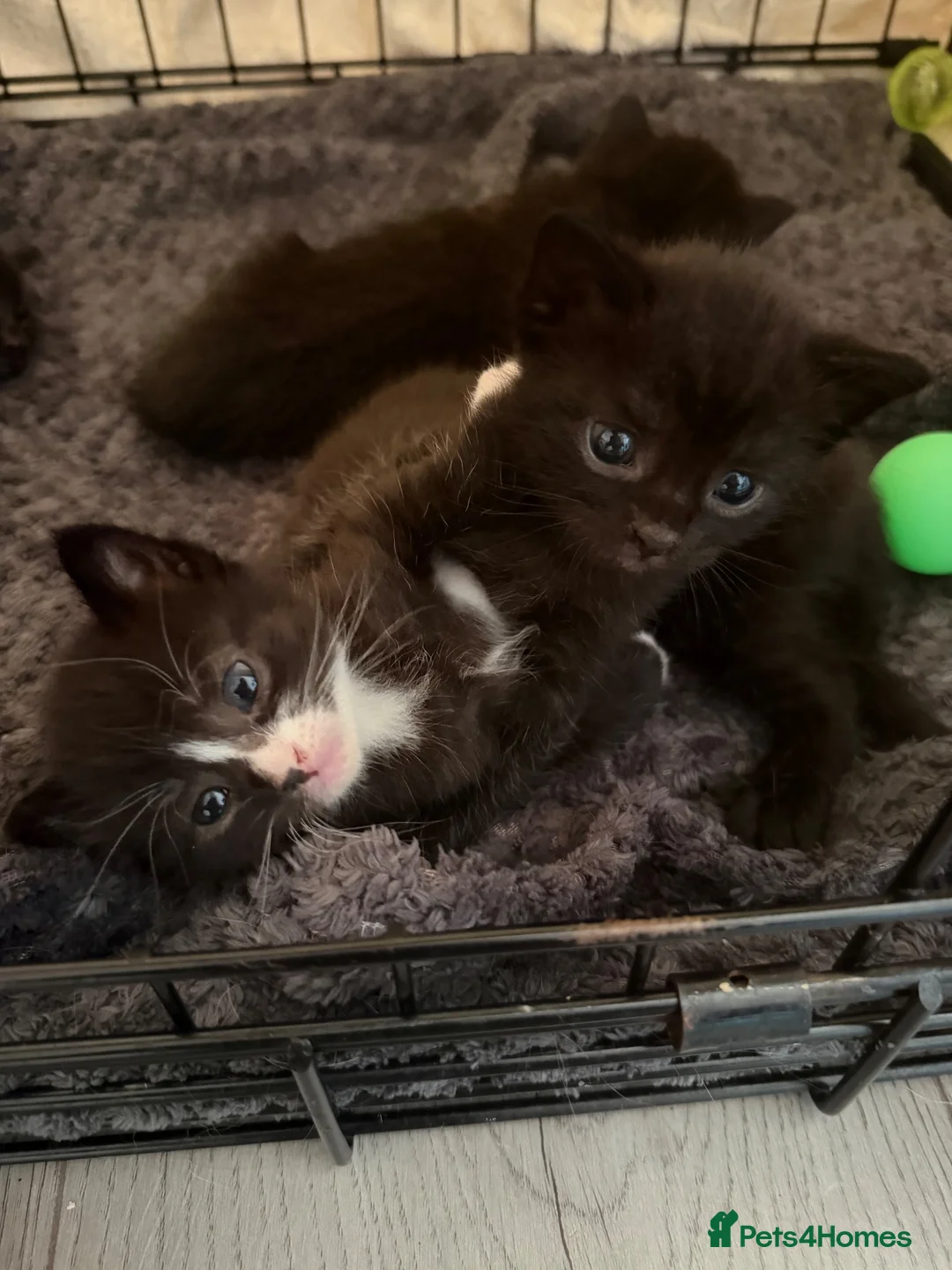 Mixed Breed cats for sale: 4 Kittens ready to leave 14/8/26 - Advert 1