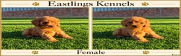 Cavapoo dogs for sale: F1 Cavapoos  - Advert 5