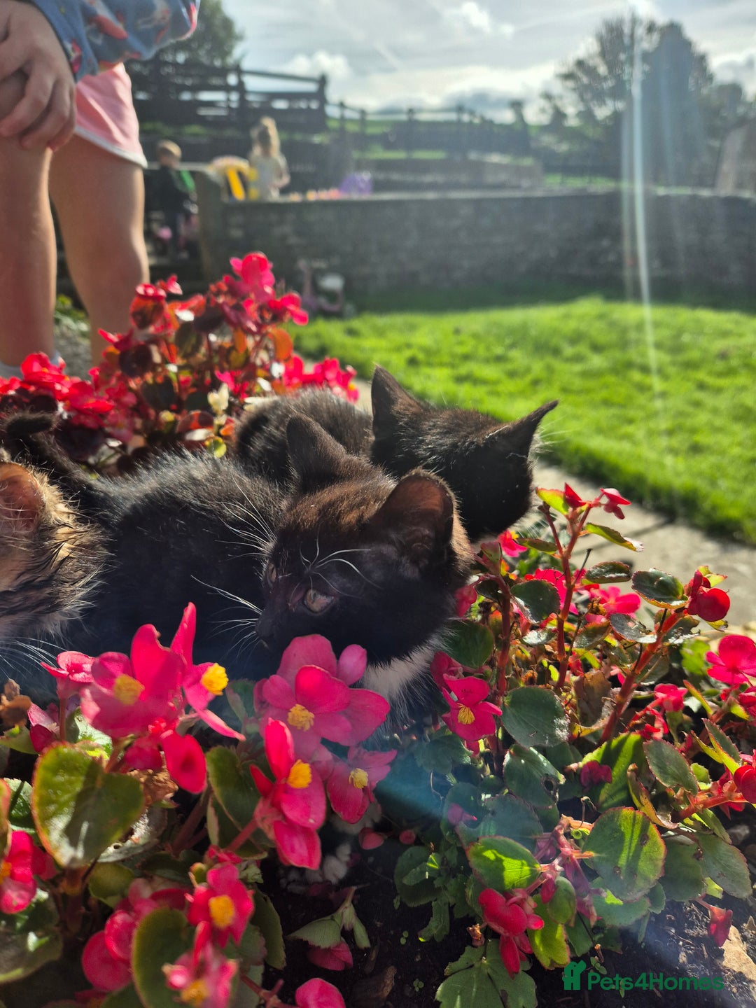 Mixed Breed cats for sale: Georgous Kittens Tabby / B&W - Ready now - Image 7