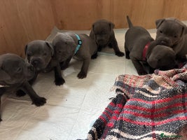 Staffordshire Bull Terrier dogs - Advert 5