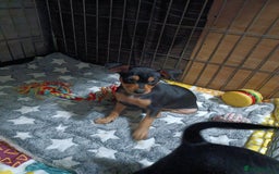 Miniature Pinscher dogs for sale: Miniature Pinscher puppies  - Image 12