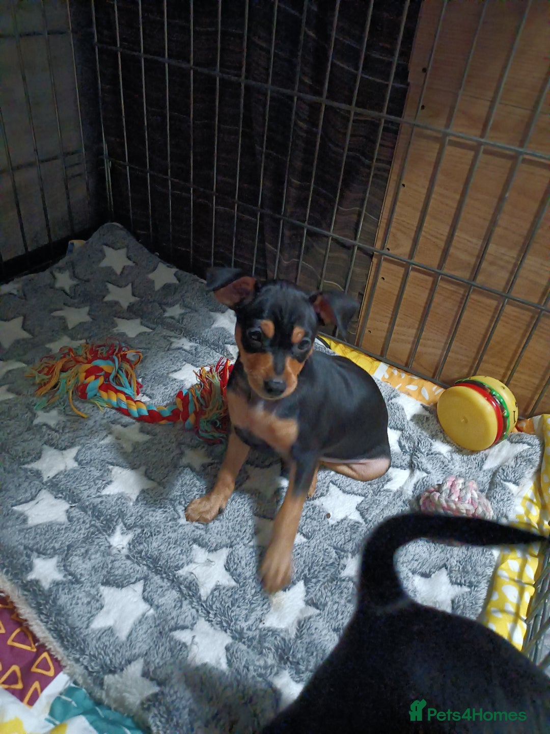 Miniature Pinscher dogs for sale: Miniature Pinscher puppies  - Image 12
