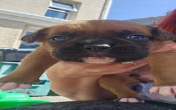 Boxer dogs for sale: *** ONLY 2 LEFT!!! *** - Image 24