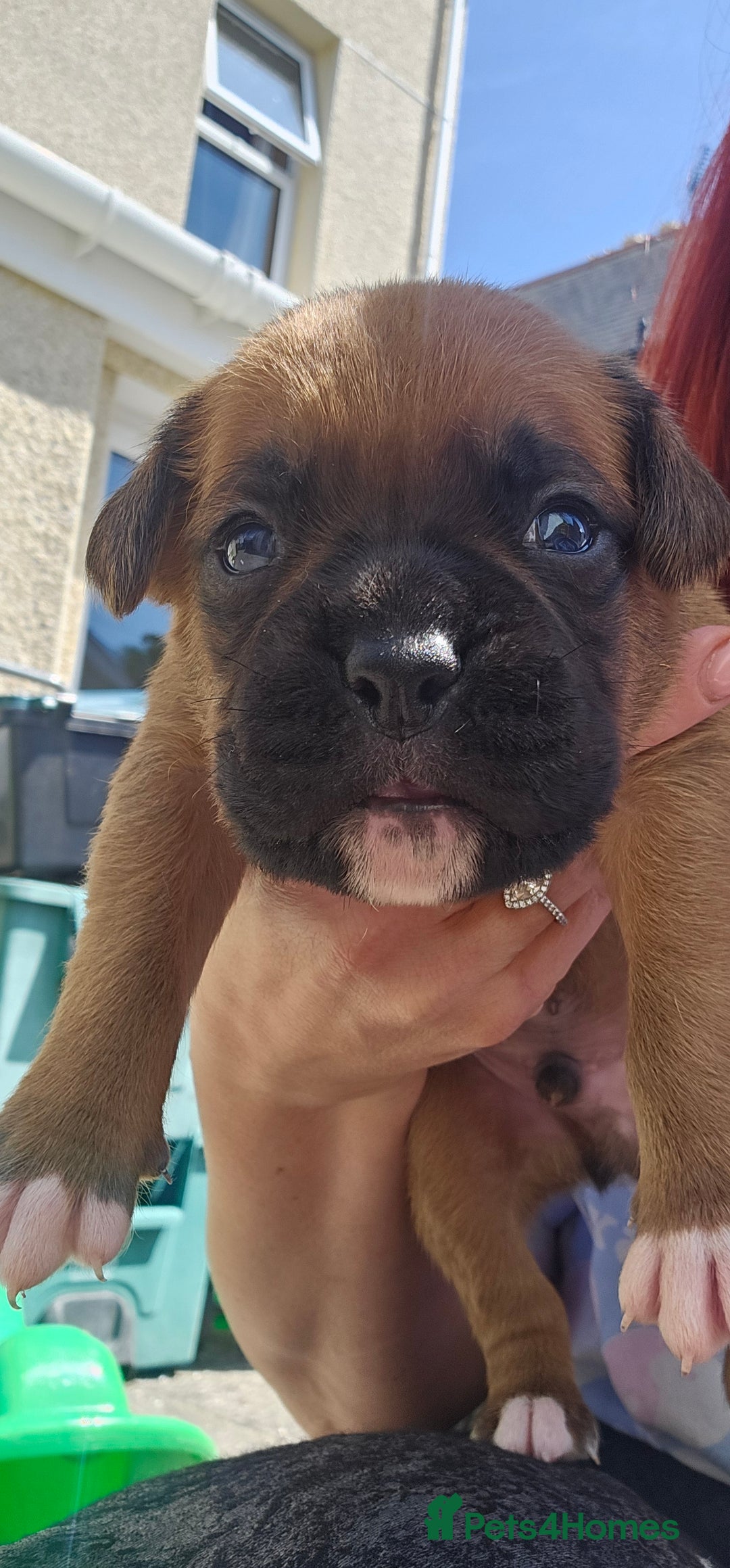 Boxer dogs for sale: *** ONLY 2 LEFT!!! *** - Image 24