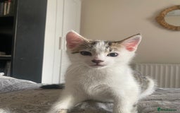 American Shorthair cats for sale: KITTEN FOR SALE IN ENFIELD - Image 3