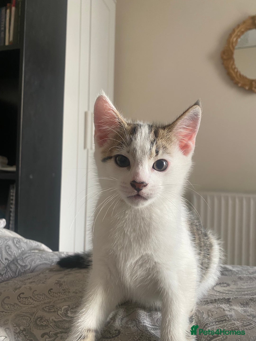 American Shorthair cats for sale: KITTEN FOR SALE IN ENFIELD - Image 3