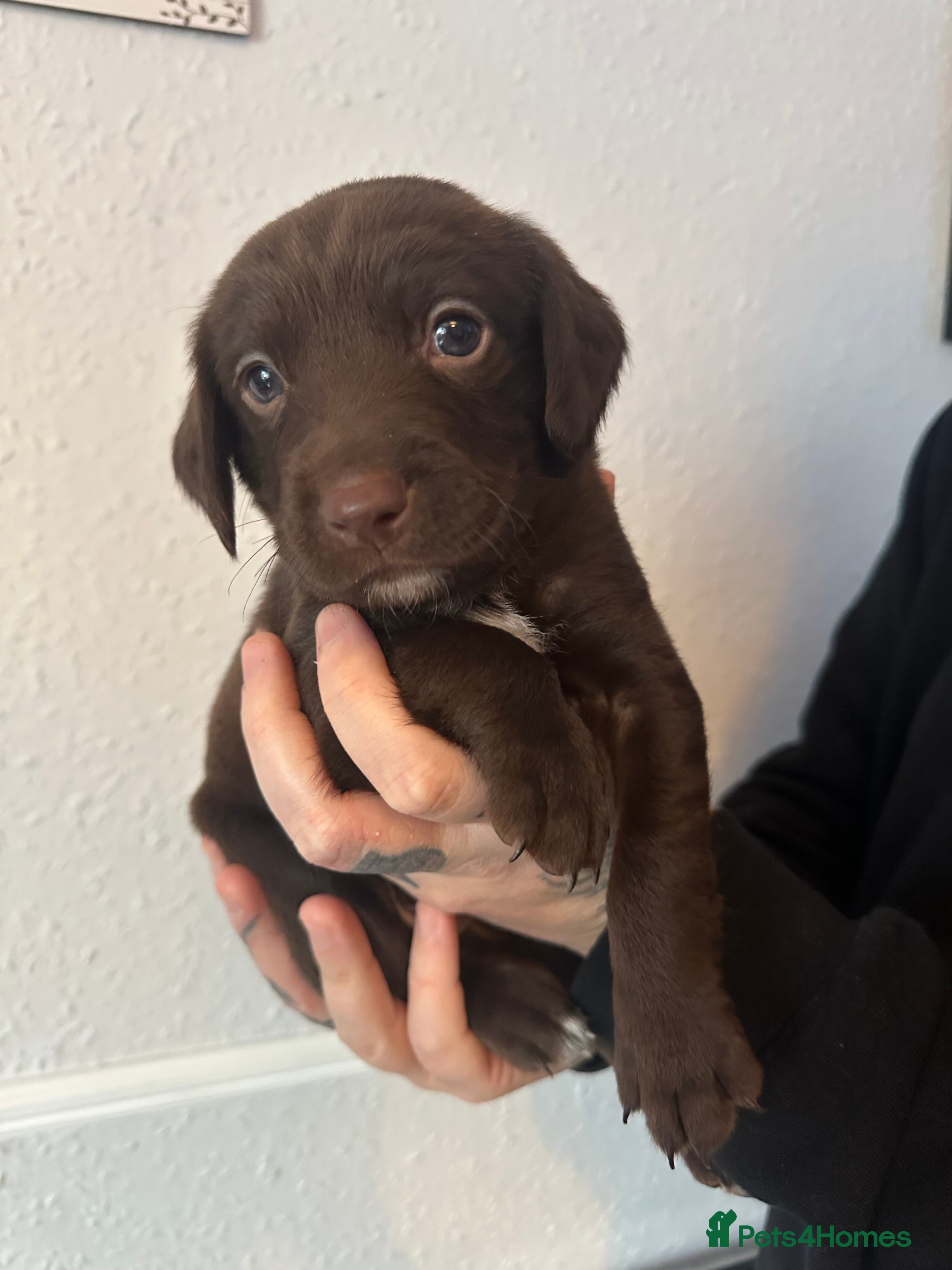 Springador dogs Springador Puppies - Advert 8