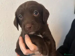 Springador dogs Springador Puppies - Advert 4