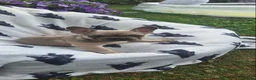 French Bulldog dogs for sale: French Bulldog PuppiesReady for Their Forever home - Advert 20