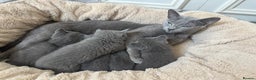 Russian Blue cats for sale: Russian Blue Kittens - Advert 1