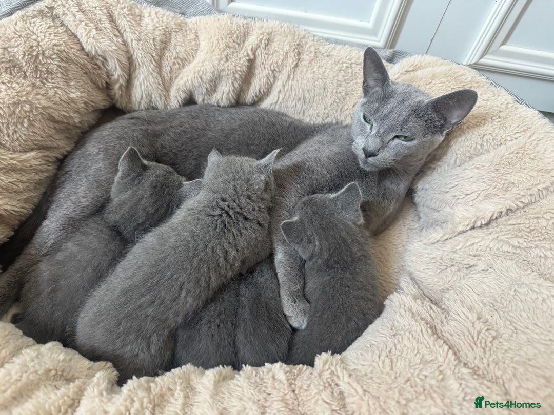 Russian Blue cats for sale: Russian Blue Kittens - Advert 1