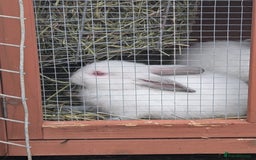 Californian rabbits for sale: Californian baby rabbits for sale - Image 4