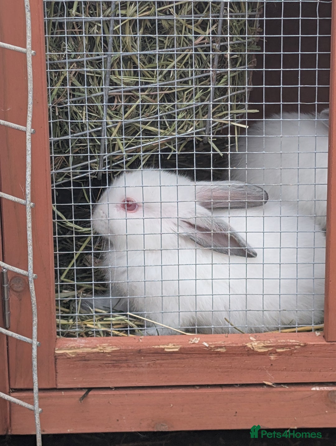 Californian rabbits for sale: Californian baby rabbits for sale - Image 4