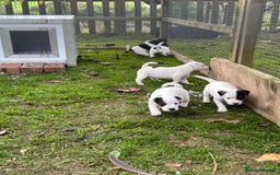 Jack Russell dogs for sale: 3 Lovely jack Russel girls - Image 12