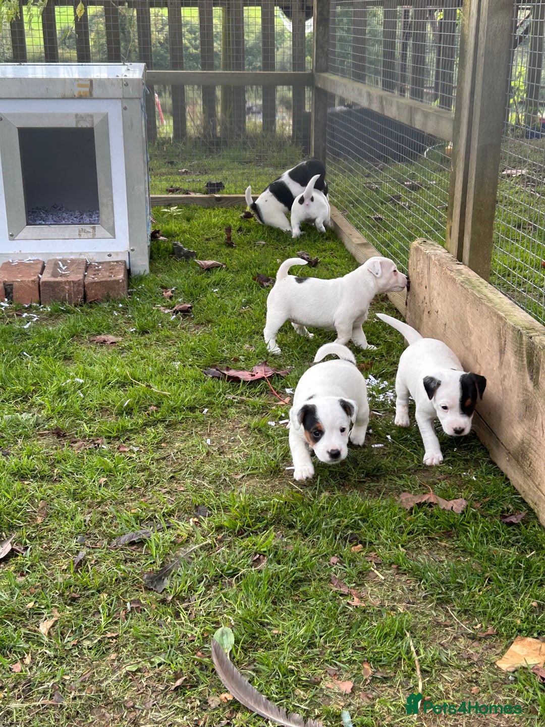 Jack Russell dogs for sale: 3 Lovely jack Russel girls - Image 12