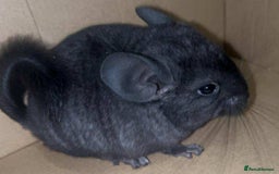 Chinchilla rodents for sale: Stunning Med Ebony Male ( Available To Reserve) - Image 2