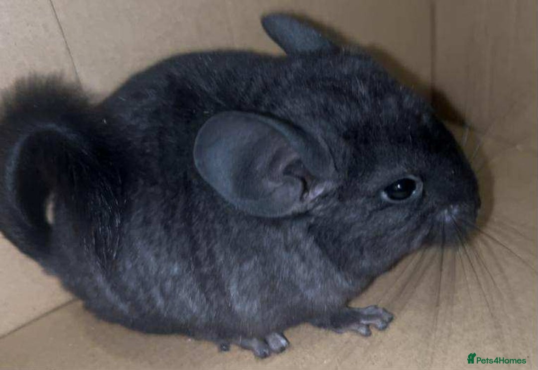 Chinchilla rodents for sale: Stunning Med Ebony Male ( Available To Reserve) - Image 2