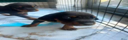 Dobermann dogs for sale: ABSOLUTELY STUNNING DOBERMAN PUPPIES FOR SALE in Boston - Advert 12