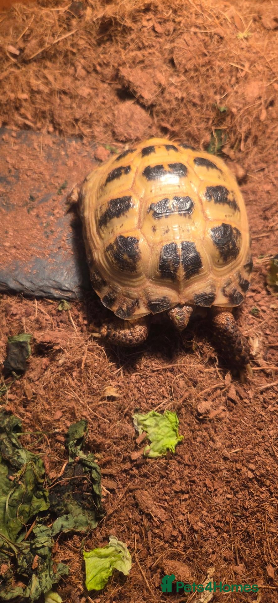 Hermann Tortoise reptiles Tortoise and set up - Advert 1