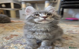 Maine Coon cats for sale: Maine Coon Kittens GCCF - Image 34