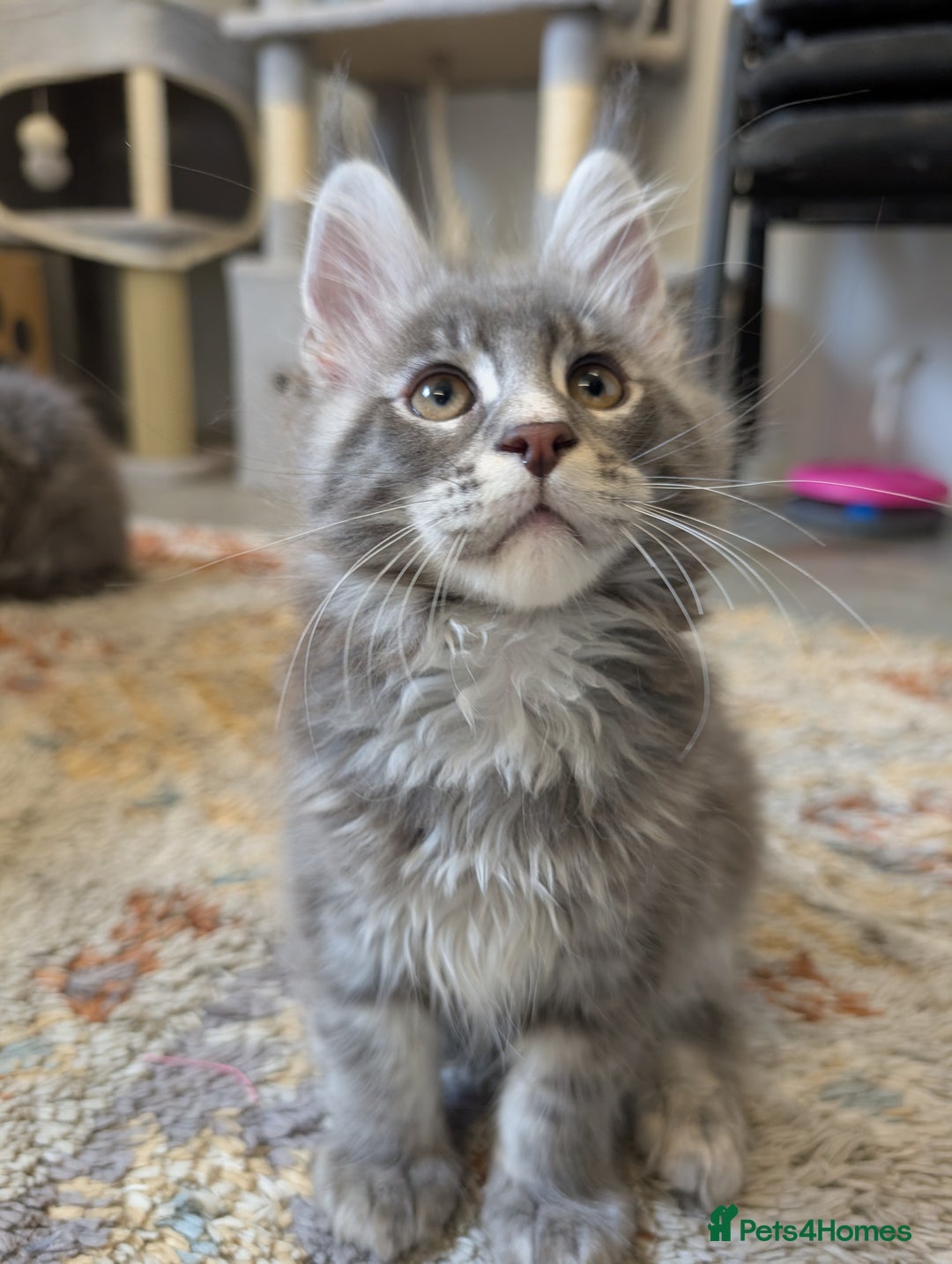 Maine Coon cats for sale: Maine Coon Kittens GCCF - Image 34