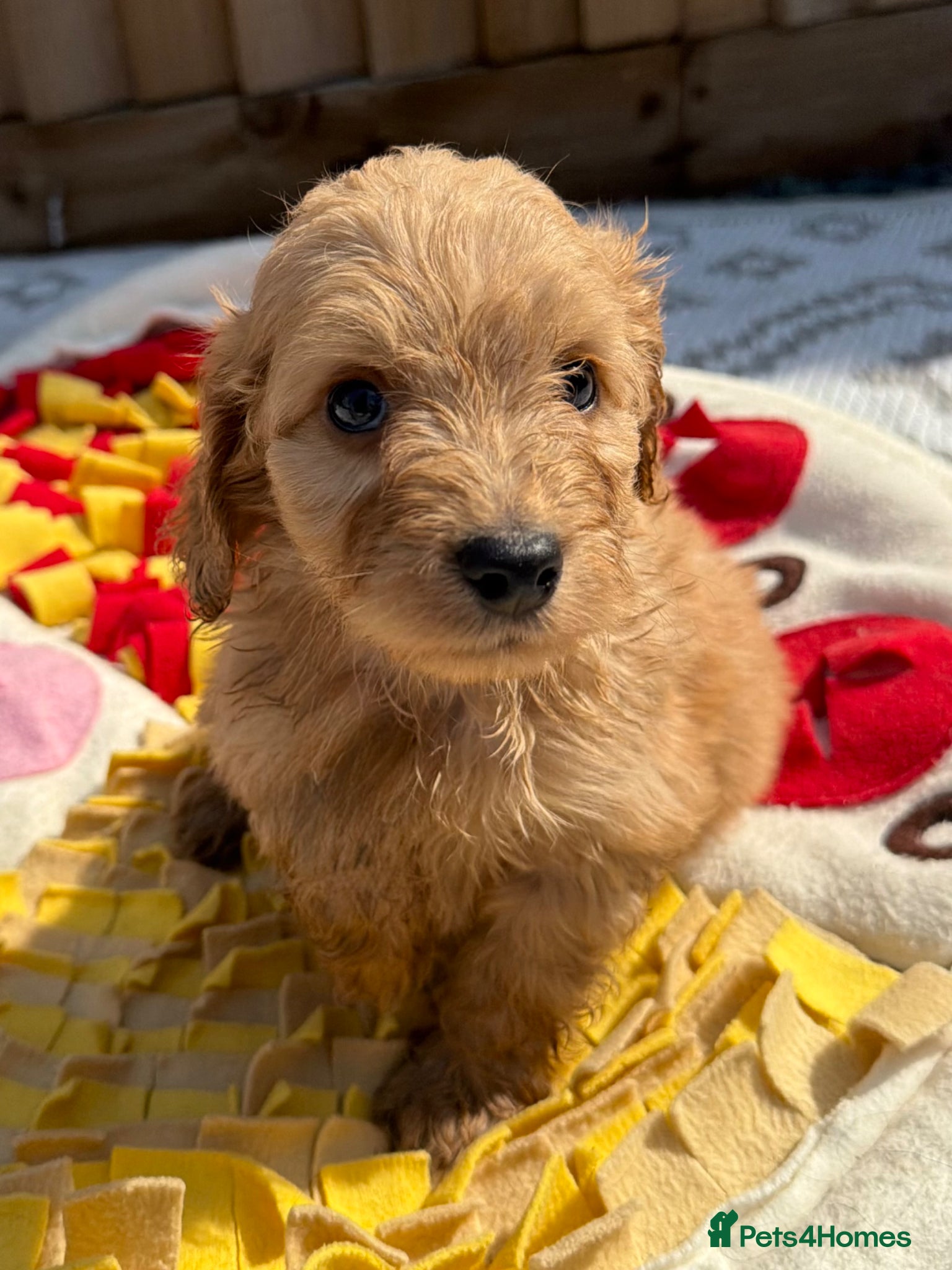 Cockapoo dogs Adorable F1 PRA clear cockapoo puppies  - Advert 9