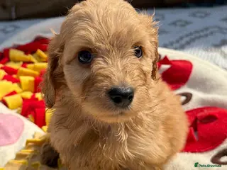 Cockapoo dogs Adorable F1 PRA clear cockapoo puppies - Advert 1