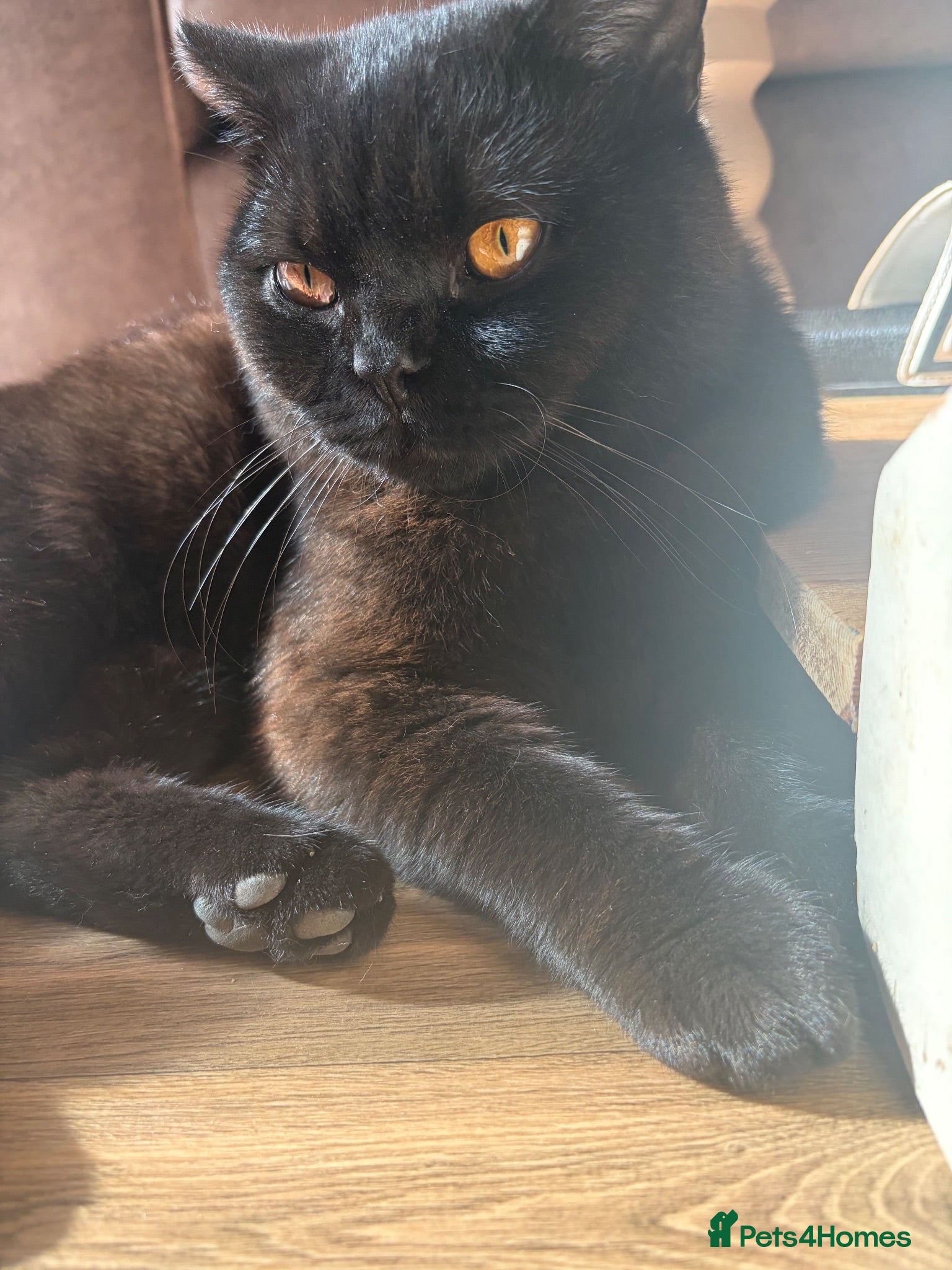 British Shorthair cats Male British shorthair  - Advert 4