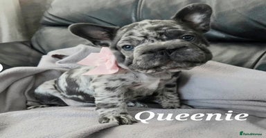 French Bulldog dogs - Advert 5