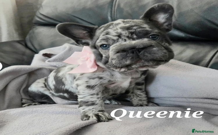 French Bulldog dogs - Advert 1