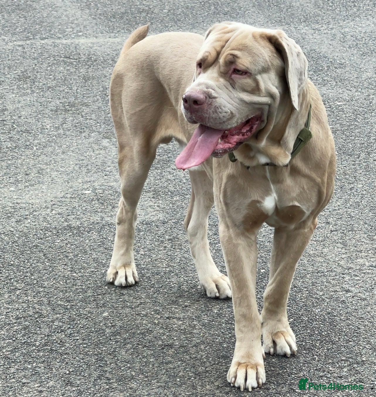 Cane Corso dogs Beautiful cane corso boy for sale  - Advert 16