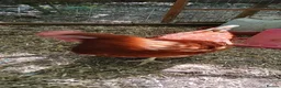 Chickens poultry for sale: Red ranger POL hens for sale  in Solihull - Advert 5
