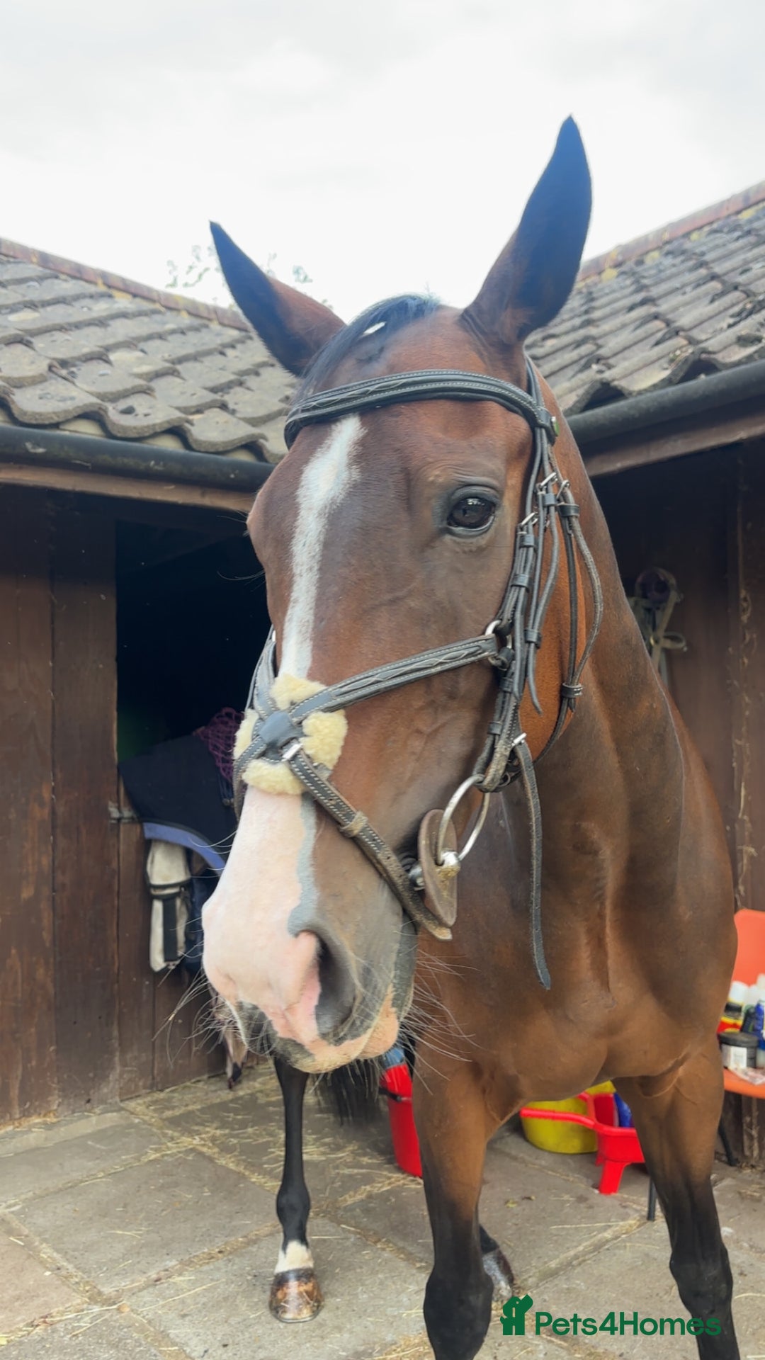 Irish Thoroughbred horses for sale: Tb gelding for sale  - Advert 2